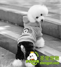 狗服装专家表示狗穿衣多余