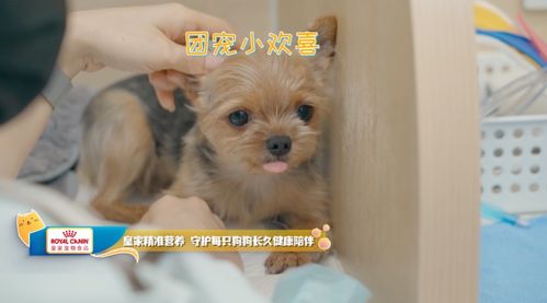 皇家宠物食品携手《宠物医生2》治愈回归 为爱宠打造全方位的健康关爱