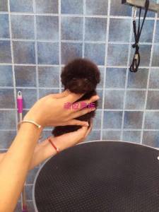 厂家直销特价新款泰迪小狗实木衣柜衣架 宠物衣柜、床与衣架的完美结合