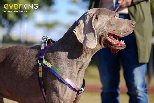 宠物摄影新潮流 everking用品与创意道具的完美融合