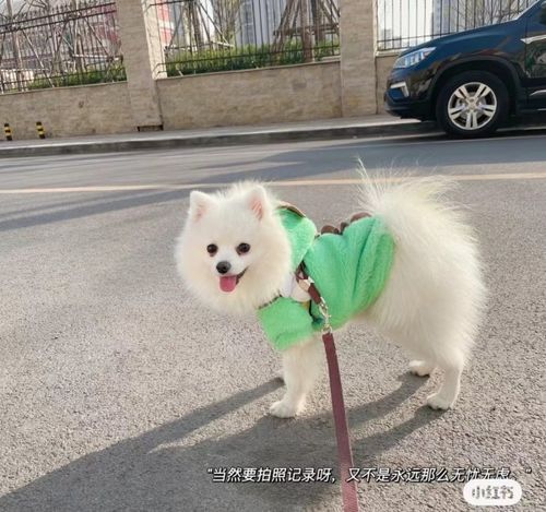 当狗狗穿上女仆装 萌宠时尚新体验