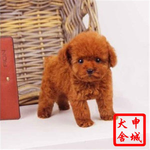 厂家直销特价新款泰迪小狗实木衣柜衣架 多功能宠物家具的理想选择