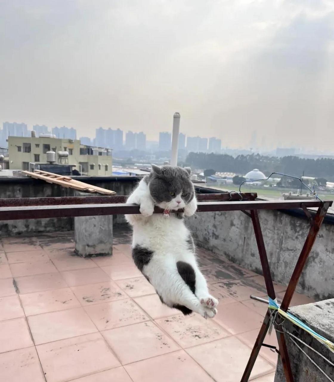 「这是我选择的路」 那只在晾衣架上拒绝帮助的猫
